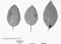 Gymnosporangium sabinae image